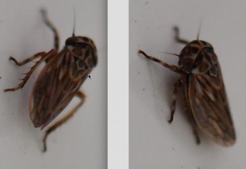 Anaceratagallia venosa